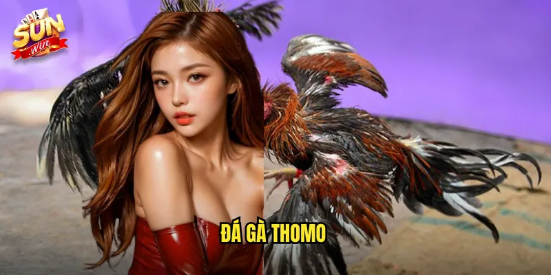 đá gà thomo