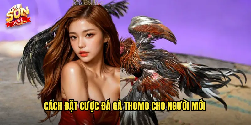 Cách đặt cược đá gà thomo cho người mới