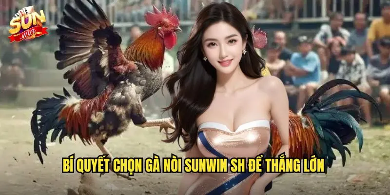 Bí quyết chọn gà nòi Sunwin SH để thắng lớn
