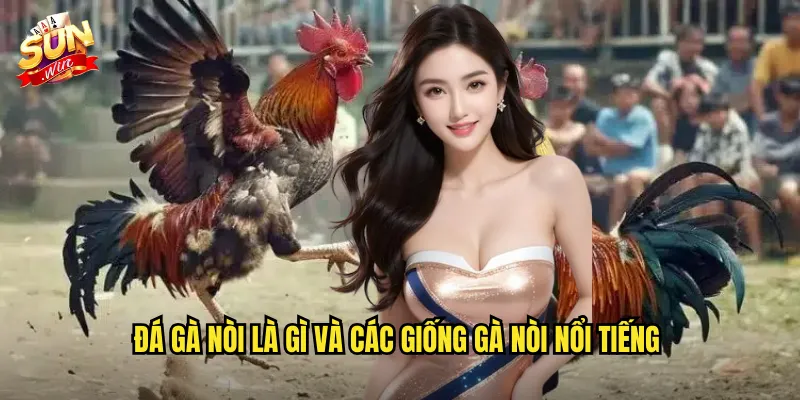 Đá gà nòi là gì và các giống gà nòi nổi tiếng