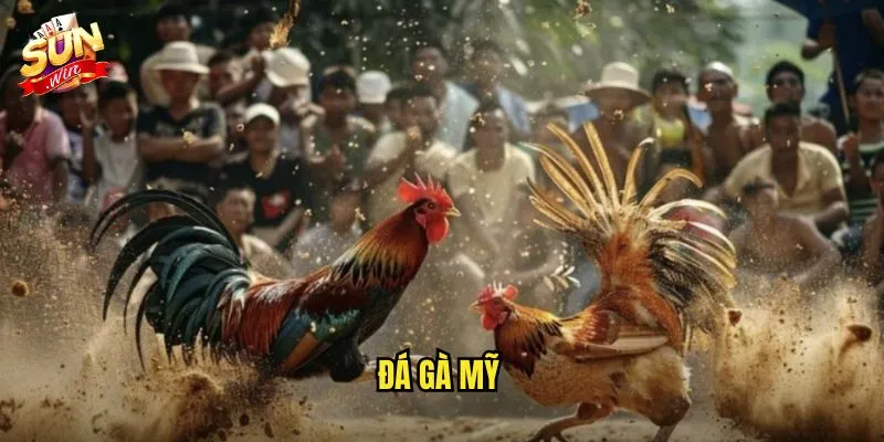 Đá Gà Mỹ Sunwin SH - Phong Cách Thi Đấu Chuyên Nghiệp Từ Xứ Cờ Hoa 1 Đá Gà Mỹ