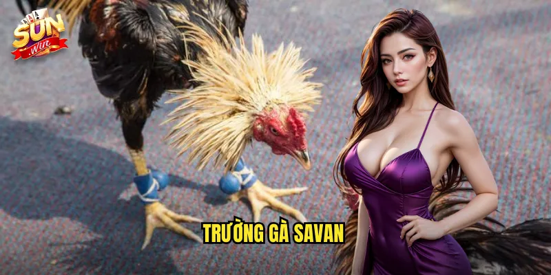 trường gà Savan