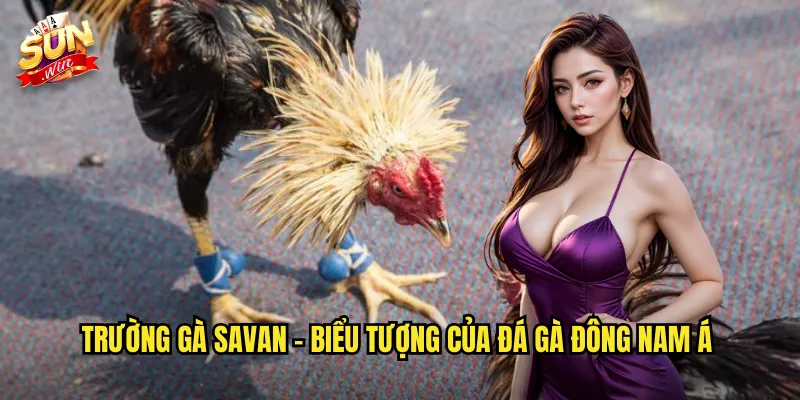 Trường gà Savan - Biểu tượng của đá gà Đông Nam Á