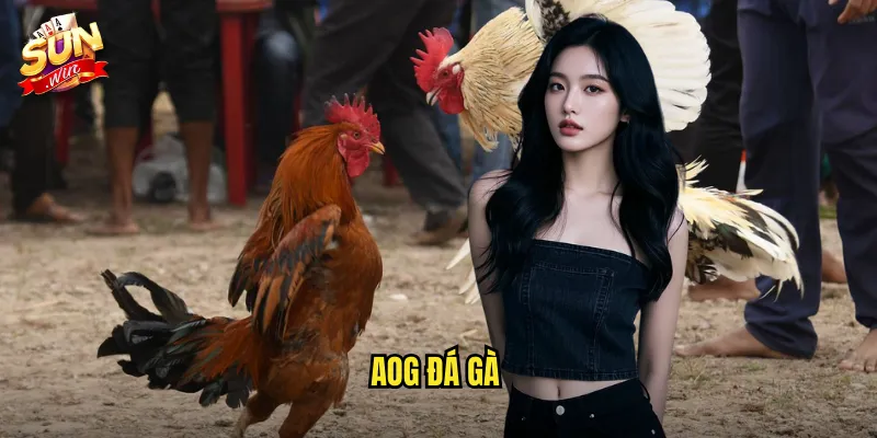 AOG đá gà