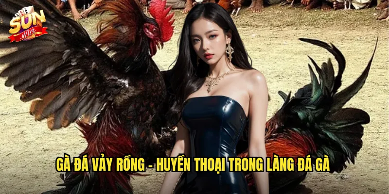 Gà đá vảy rồng - Huyền thoại trong làng đá gà