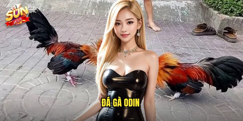 Đá Gà Odin Sunwin SH - Thần Thoại Bắc Âu Trong Thế Giới Đá Gà Trực Tuyến 2 đá gà Odin