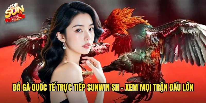 Đá gà quốc tế trực tiếp sunwin sh - Xem mọi trận đấu lớn