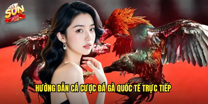 Hướng dẫn cá cược đá gà quốc tế trực tiếp